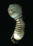 中文名:不倒翁蟲(003232-00013)學名:Sternaspis sculata (Renier, 1807)(003232-00013)