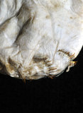 中文名:不倒翁蟲(003566-00068)學名:Sternaspis sculata (Renier, 1807)(003566-00068)