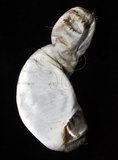 中文名:不倒翁蟲(003566-00068)學名:Sternaspis sculata (Renier, 1807)(003566-00068)