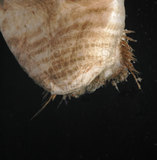 中文名:不倒翁蟲(004655-00032)學名:Sternaspis sculata (Renier, 1807)(004655-00032)