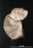 中文名:不倒翁蟲(004655-00032)學名:Sternaspis sculata (Renier, 1807)(004655-00032)