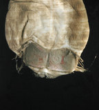 中文名:不倒翁蟲(004655-00114)學名:Sternaspis sculata (Renier, 1807)(004655-00114)
