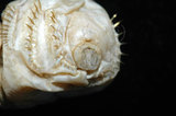 中文名:不倒翁蟲(005913-00050)學名:Sternaspis sculata (Renier, 1807)(005913-00050)