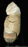 中文名:不倒翁蟲(005913-00050)學名:Sternaspis sculata (Renier, 1807)(005913-00050)