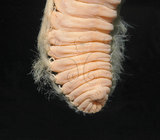 中文名:黃海毛蟲(002287-00148)學名:Chloeia flava (Pallas, 1766)(002287-00148)
