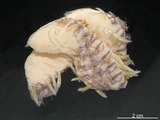 中文名:黃海毛蟲(002433-00035)學名:Chloeia flava (Pallas, 1766)(002433-00035)