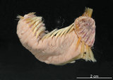 中文名:黃海毛蟲(002433-00039)學名:Chloeia flava (Pallas, 1766)(002433-00039)