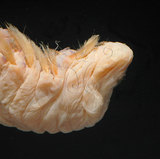 中文名:黃海毛蟲(002433-00042)學名:Chloeia flava (Pallas, 1766)(002433-00042)