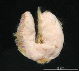 中文名:黃海毛蟲(002433-00044)學名:Chloeia flava (Pallas, 1766)(002433-00044)