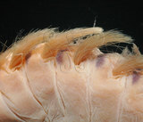 中文名:黃海毛蟲(002433-00045)學名:Chloeia flava (Pallas, 1766)(002433-00045)