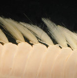 中文名:黃海毛蟲(002804-00010)學名:Chloeia flava (Pallas, 1766)(002804-00010)