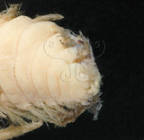 中文名:黃海毛蟲(003135-00017)學名:Chloeia flava (Pallas, 1766)(003135-00017)