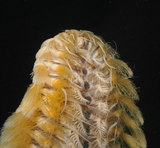 中文名:黃海毛蟲(003153-00070)學名:Chloeia flava (Pallas, 1766)(003153-00070)