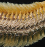 中文名:黃海毛蟲(003153-00070)學名:Chloeia flava (Pallas, 1766)(003153-00070)