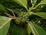文件名稱:Ficus septica_稜果榕