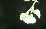 文件名稱:Lampides boeticus波紋小灰蝶(卵)