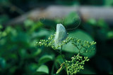 W:Appias albina semperiyͯ