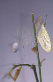 W:Leptosia nina niobeI()