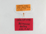 W:Felisacus bellus HOLOTYPE-4.jpg