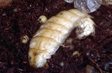 文件名稱:07雲南扁螢雌蟲的蛹蛻(右上)與所產的卵