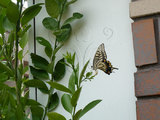 文件名稱:3 Papilio xuthus 柑橘鳳蝶
