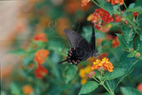 文件名稱:3 Papilio bianor thrasymedes烏鴉鳳蝶(成蟲)