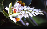 文件名稱:Alpinia speciosa月桃