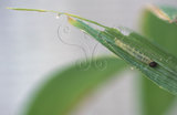 文件名稱:Telicota ohara formosana竹紅弄蝶(幼蟲)