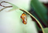 文件名稱:Euploea eunice hobsoni 圓翅紫斑蝶(蛹)
