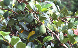 W:Ficus pumila