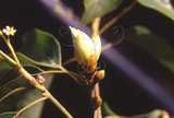 文件名稱:Cinnamomum camphora樟樹