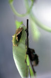文件名稱:Phalanta phalantha紅擬豹斑蝶(幼蟲)2