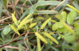 文件名稱:Salix warburgii水柳