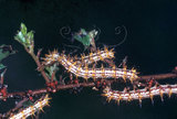 文件名稱:Acraea issoria formosana細蝶(幼蟲)