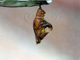 文件名稱:Athyma cama zoroastres台灣單帶蛺蝶(蛹)