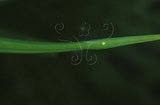 文件名稱:Elymnias hypermnestra hainana紫蛇目蝶(卵)
