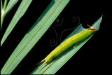 文件名稱:Elymnias hypermnestra hainana紫蛇目蝶(幼蟲)