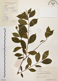 中文名:雷公藤(S057251)學名:Tripterygium wilfordii Hook. f.(S057251)英文名:Wilford three-wing-nut