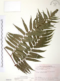 中文名:鬼桫欏(P009336)學名:Cyathea podophylla (Hook.) Copel.(P009336)英文名:Luchu Tree-fern