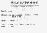 中文名:台灣桫欏(P001250)學名:Cyathea spinulosa(P001250)英文名:Taiwan Tree-fern
