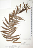 中文名:台灣桫欏(P001250)學名:Cyathea spinulosa(P001250)英文名:Taiwan Tree-fern
