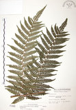 中文名:台灣桫欏(P001995)學名:Cyathea spinulosa(P001995)英文名:Taiwan Tree-fern