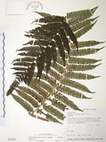 中文名:台灣桫欏(P003265)學名:Cyathea spinulosa(P003265)英文名:Taiwan Tree-fern
