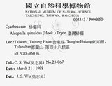 中文名:台灣桫欏(P006650)學名:Cyathea spinulosa(P006650)英文名:Taiwan Tree-fern