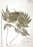 中文名:台灣桫欏(P006650)學名:Cyathea spinulosa(P006650)英文名:Taiwan Tree-fern