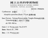 中文名:台灣桫欏(P006656)學名:Cyathea spinulosa(P006656)英文名:Taiwan Tree-fern