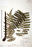 中文名:台灣桫欏(P006656)學名:Cyathea spinulosa(P006656)英文名:Taiwan Tree-fern