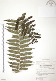 中文名:台灣桫欏(P006663)學名:Cyathea spinulosa(P006663)英文名:Taiwan Tree-fern