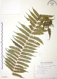 中文名:台灣桫欏(P010081)學名:Cyathea spinulosa(P010081)英文名:Taiwan Tree-fern