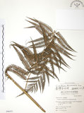 中文名:臺灣金狗毛蕨(P006521)學名:Cibotium taiwanense Kuo(P006521)
